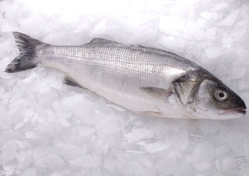 Fresh Mediterranean Sea Bass (Dicentrarchus Labrax)