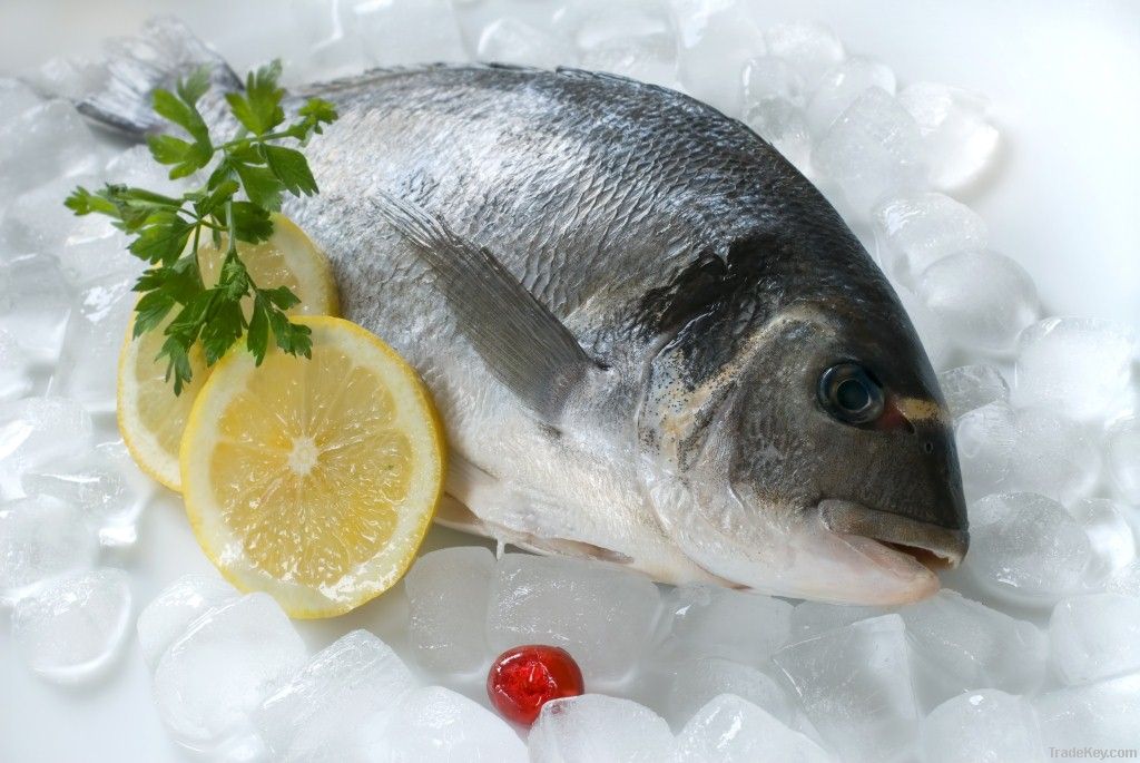 Fresh Mediterranean Sea Bream (Sparus Aurata)