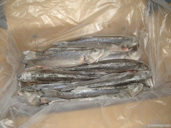 Frozen Mediterranean Sea Bass (Dicentrarchus labrax)