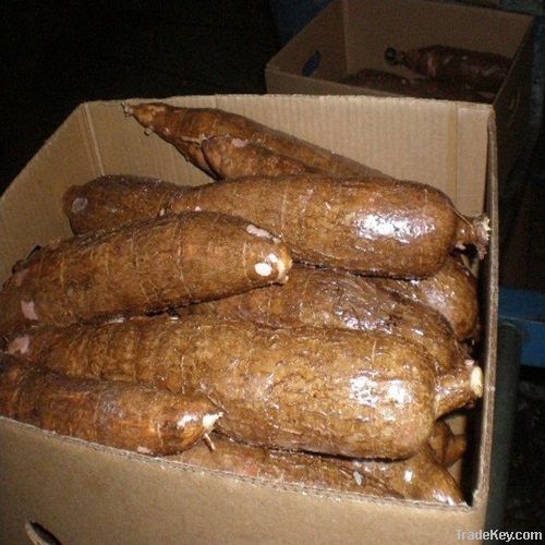 Fresh Cassava