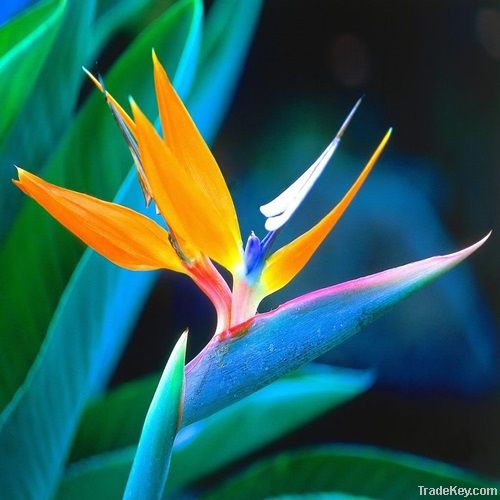 Tropical Flowers