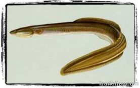 American Eel