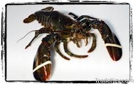 Atlantic Lobster