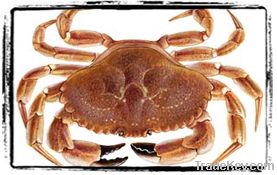 Jonah Crab