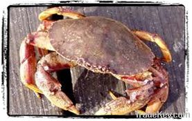 Rock Crab