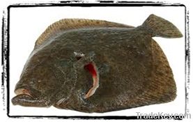 Atlantic Turbot