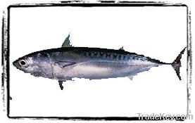 Bullet Mackerel