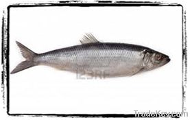 Atlantic Herring Fish