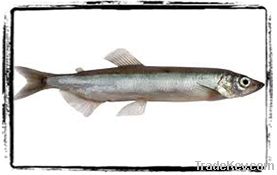 Capelin