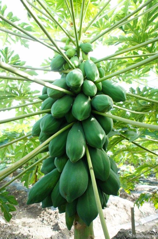 High quality papaya seed