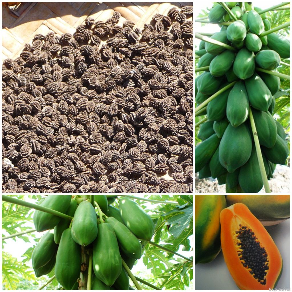 Papaya Hybird Seed