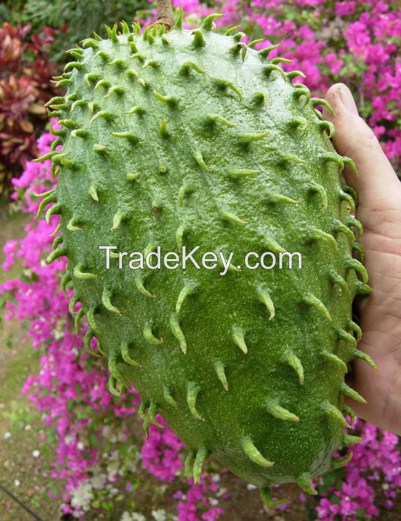 Fresh Soursop Fruits