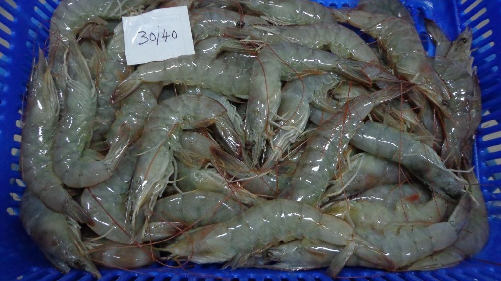 frozen vanamei shrimp