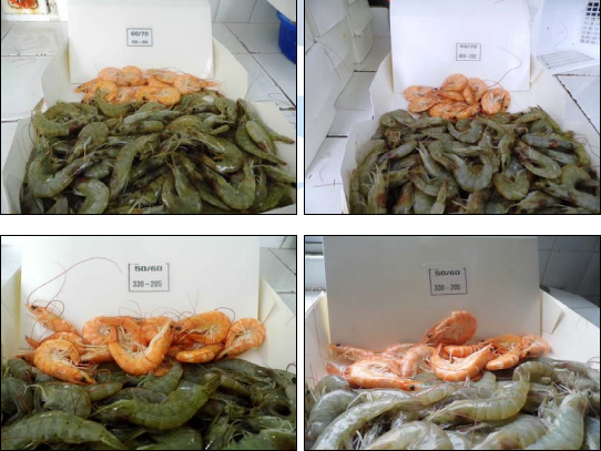 frozen vanamei shrimp