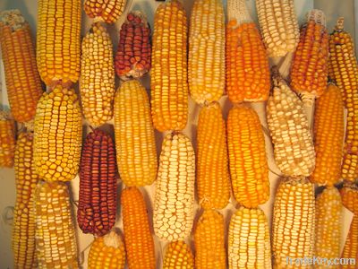  Maize | Maize Exporter | Corn Grain Seller | Maize Buyer | Bulk Maize Grain Importer | Corn bean Buyer | Corn bean Wholesaler | Corn Grain Manufacturer | Best Quality Corn Grain | Cheap Maize Supplier | Low Price Corn | Yellow Corn | White Cron | Baby Ma