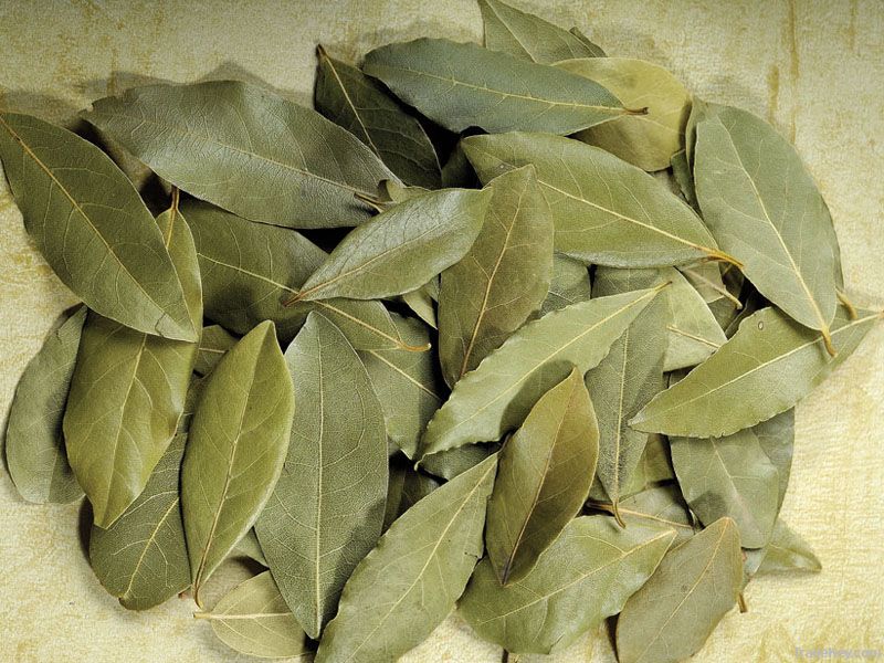 Bay-Leaf(Laurel Leaves)