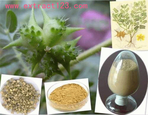 Tribulus Terrestris extract /herb extract