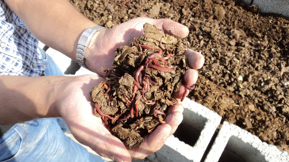 Earthworms Eisenia Foetida