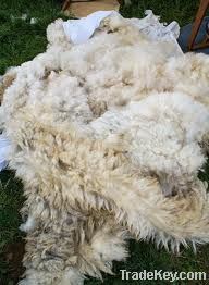 SHEEP WOOL