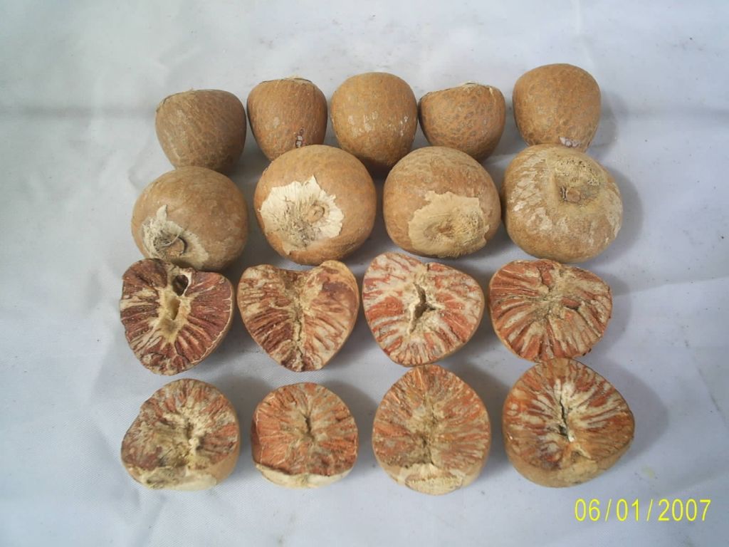 Betel Nuts, Betel Nuts in Shells, Betel Nuts  Whole Dried 70% - 75%