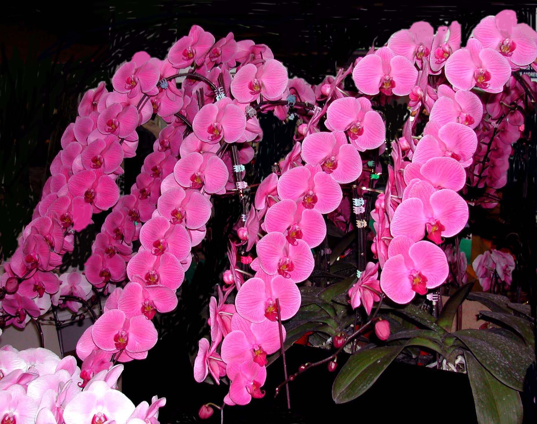 Orchids ,Phalaenopsis