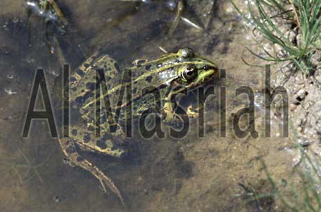 Fresh Frog Legs Or Live Frogs