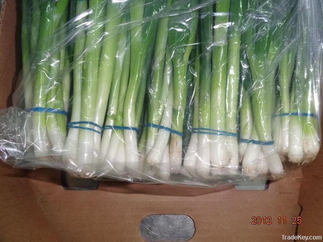 Green Onion