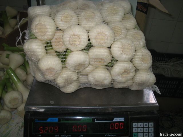 Garlic