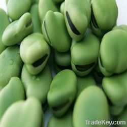 DRY BROAD BEAN