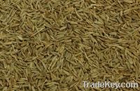 Cumin Seed