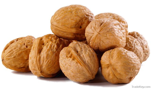 Walnut Kernels | Dried Fruits | Walnut Suppliers | Walnut Exporters | Walnut Manufacturers | Cheap Walnut | Wholesale Walnut | Discounted Walnut | Bulk Walnut | Walnut Buyer | Import Walnut | Shelled Walnuts