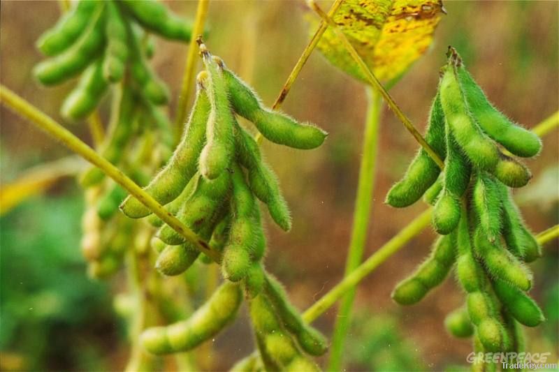 Soya Bean | Soybeans