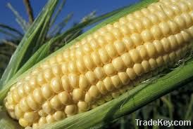 yellow corn