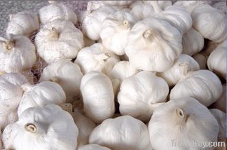 Garlic