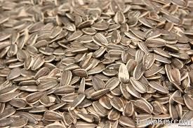 Sunflower Seed | Pumpkin Seeds | Plant Kernels | Flower Kernel