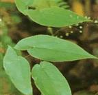 Epimedium Extract