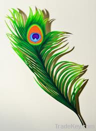 Peacock Feather