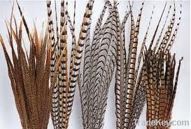 Pheasant Feather