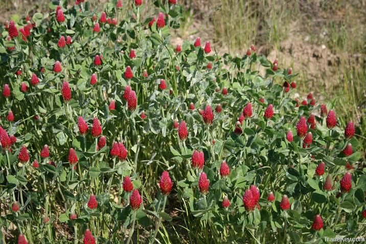 Red Clover extract