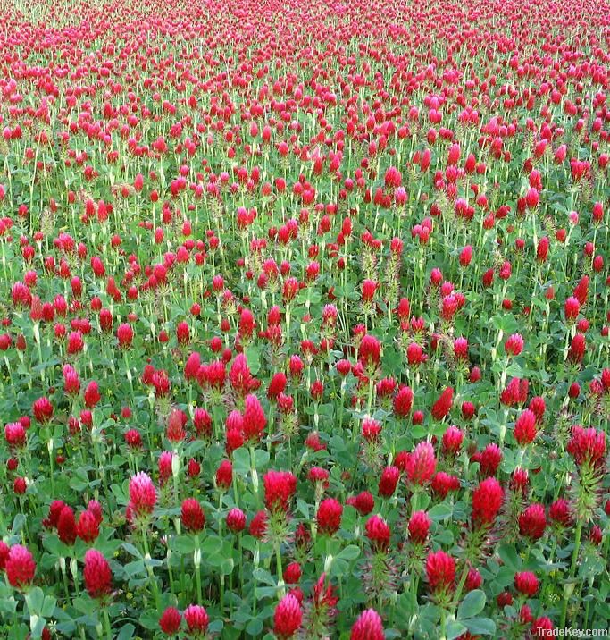 Red Clover extract