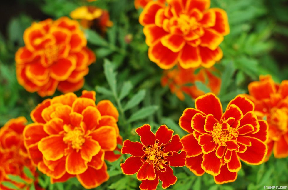 Marigold extract & Lutein