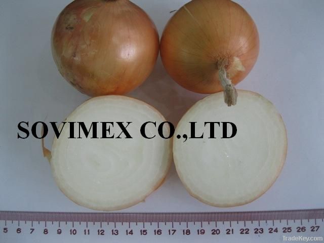 Onion