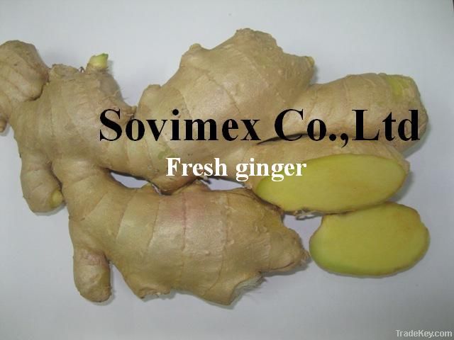 Fresh Ginger