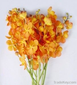 Fresh cut orchids flower wholesale, Mokara new orange