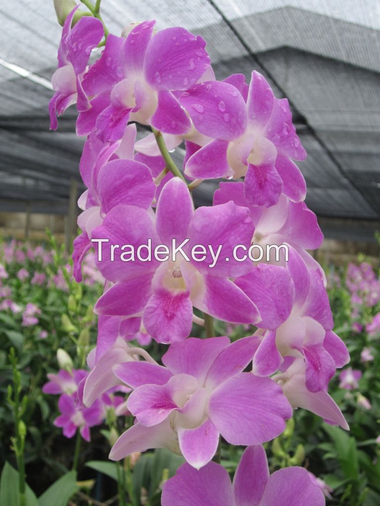 Fresh cut orchids, natural orchids flower plants