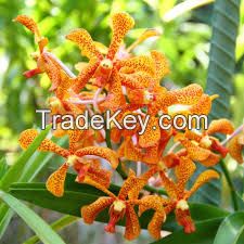 Fresh cut orchids, natural orchids flower plants