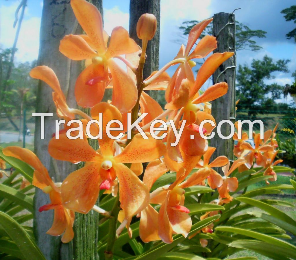 Orchids for sale,orchids wholesale,cut orchid wholesale