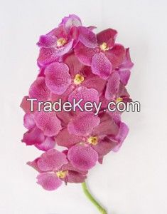 Orchids for sale,orchids wholesale,cut orchid wholesale