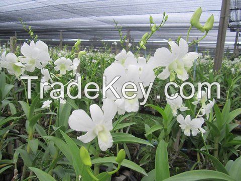 Fresh cut orchids, natural orchids flower plants