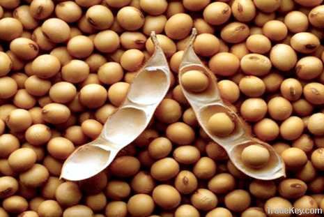 Soybeans